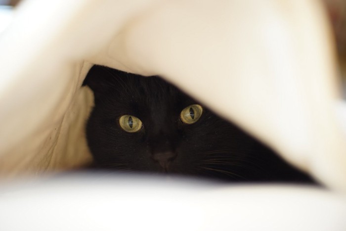 隠れる黒猫