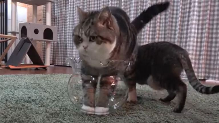 金魚鉢に入ろうとする猫