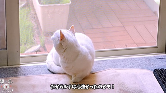 外を見ている白猫
