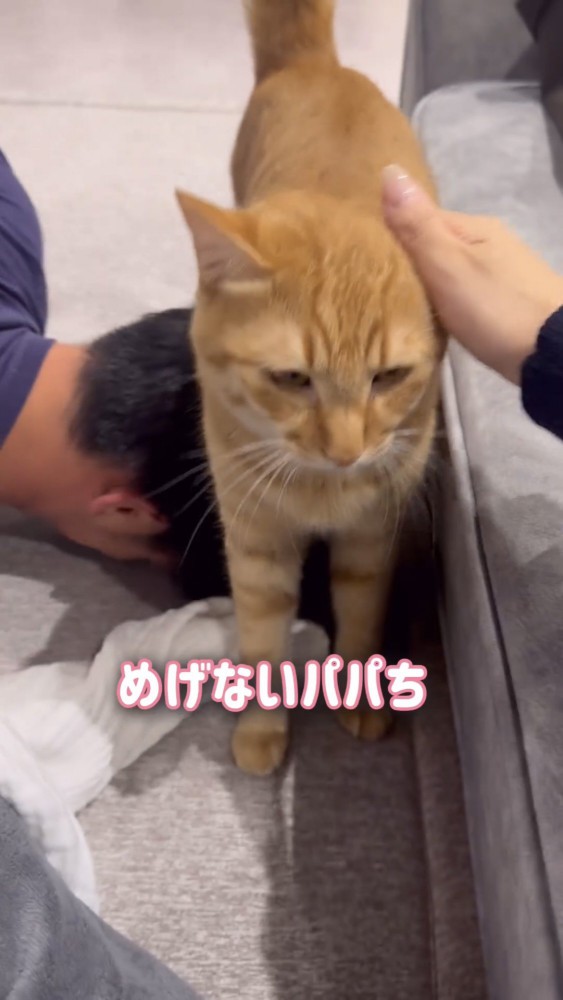 頭を撫でられる猫