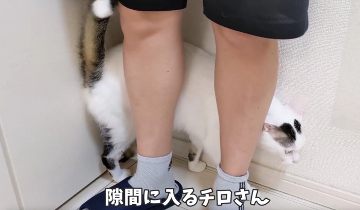 人間の足と壁に挟まれる猫