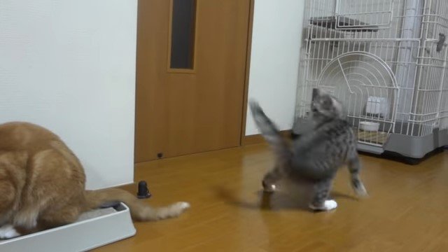 爪とぎの上の猫に近づく猫