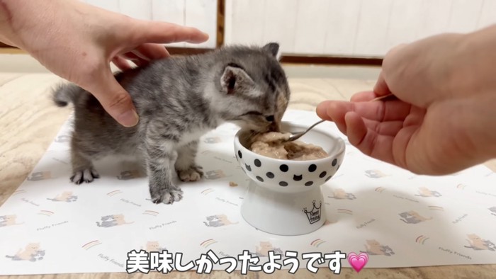 離乳食を食べる子猫