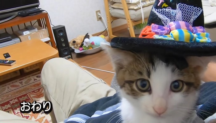 帽子を載せた子猫のアップ