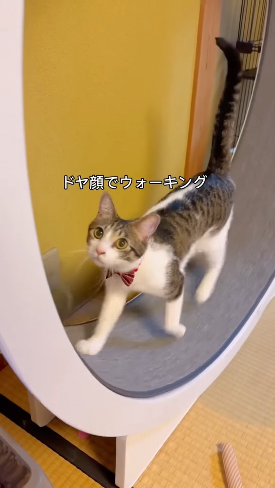 キャットホイールで歩く猫