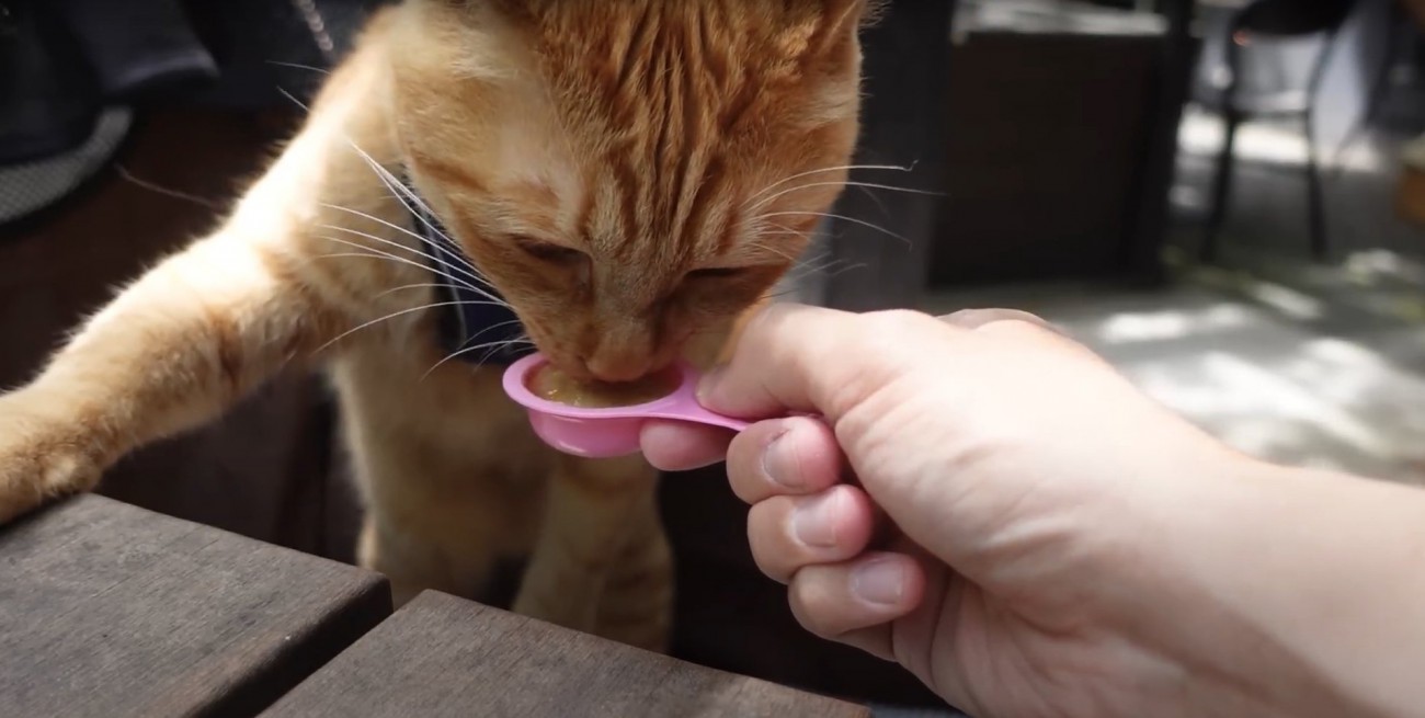 銀のスプーンを食べる猫