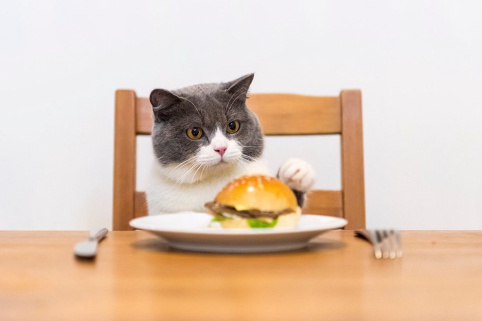 テーブルの上のハンバーガーとそれに手を伸ばす猫