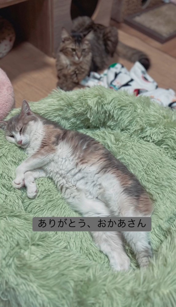 ベッドの中で仰向けになる猫