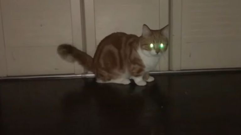 暗闇で座っている猫