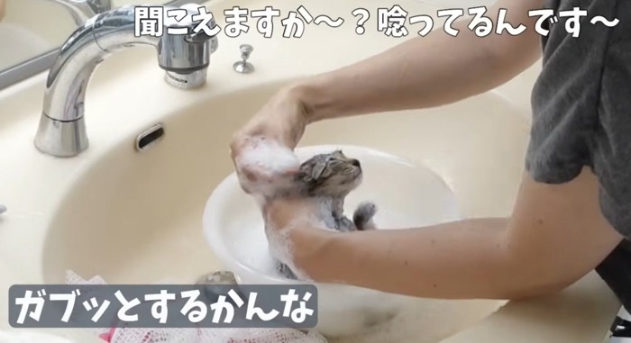 洗面器の中で耳を洗われる子猫