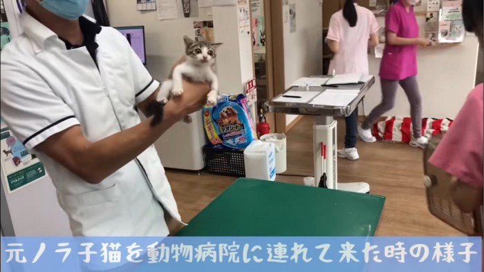 獣医師に抱っこされる子猫