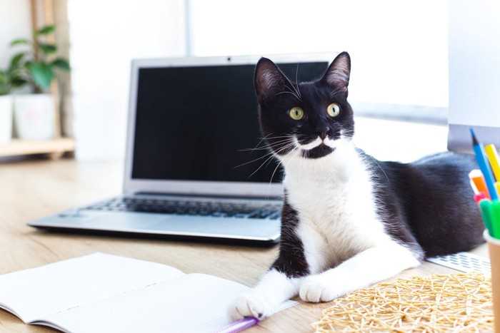 パソコンのそばに座る白黒猫