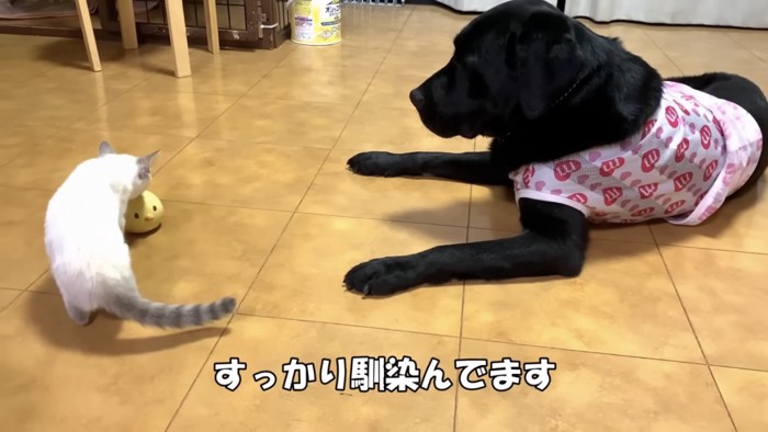 猫を見守る犬