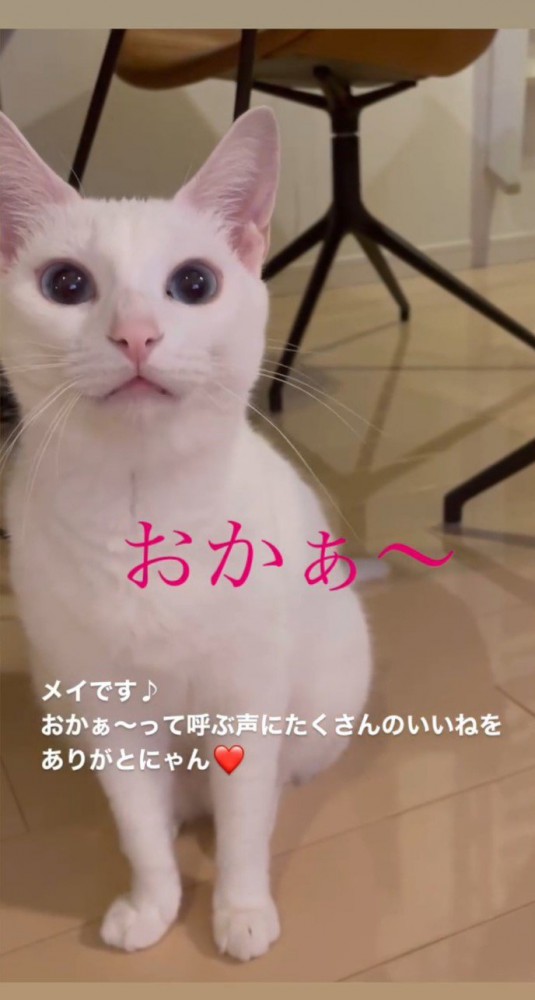 口を閉じた猫