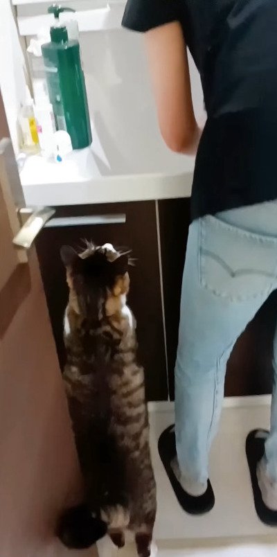 洗面所で立ち上がる猫
