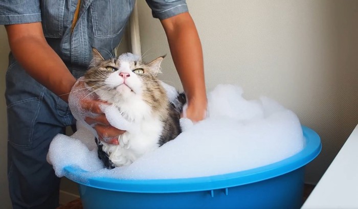 泡風呂で洗われる猫