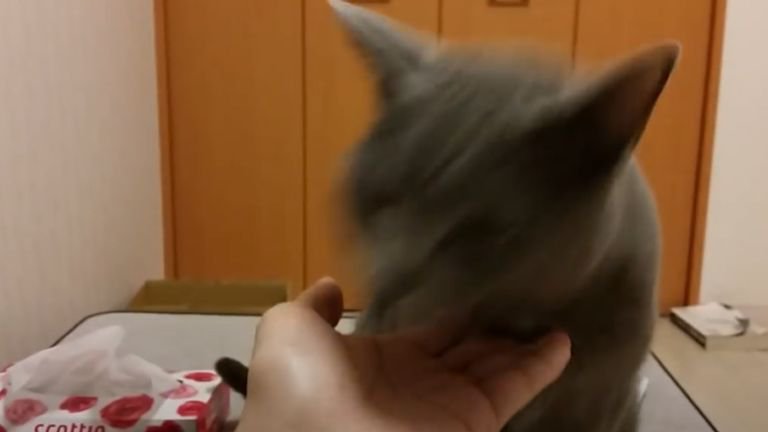 甘噛みしている猫