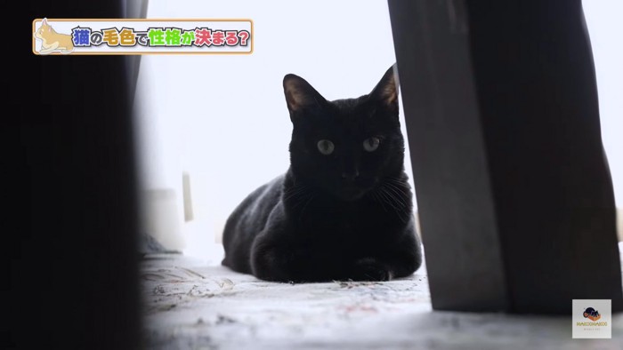 香箱の黒猫