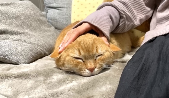 眠る猫