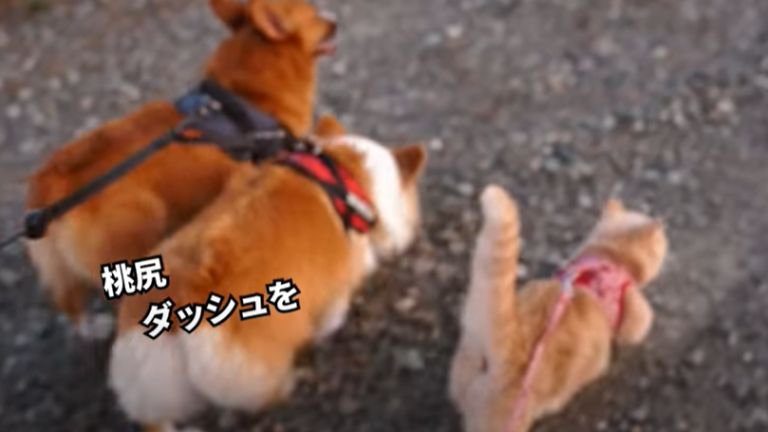 散歩している猫と犬