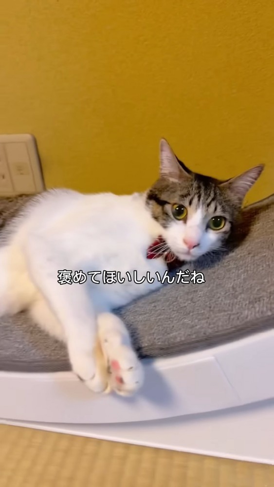 寝そべる猫