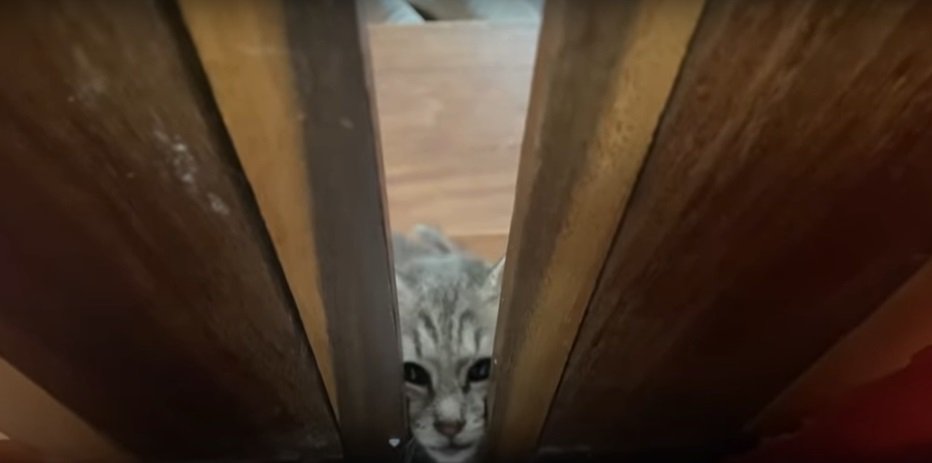 ドアの隙間から顔を出す子猫