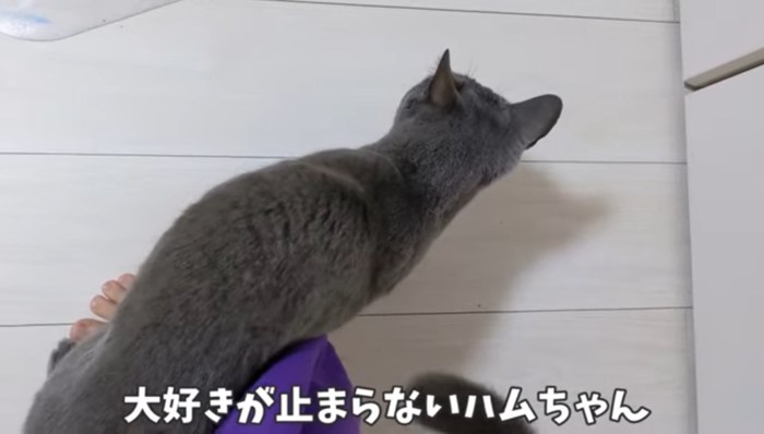 体をすりすりしている猫