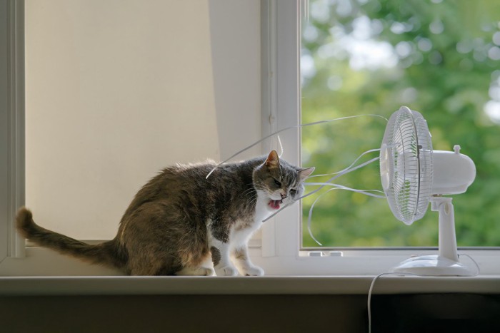 扇風機の前に座っている猫
