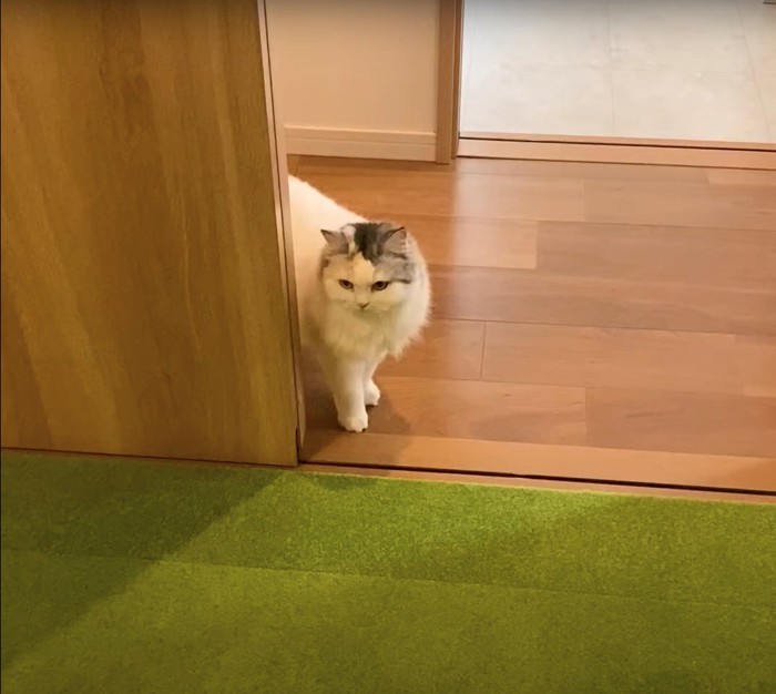 廊下から部屋の中を見つめる長毛猫