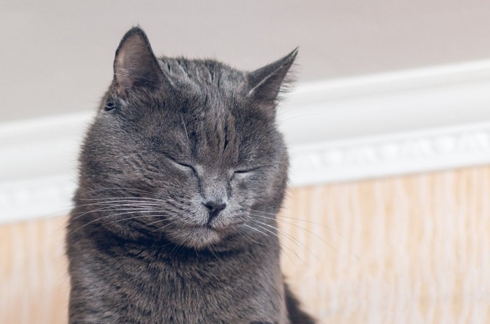 目を閉じているグレーの猫の顔