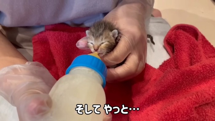 哺乳瓶をくわえる猫