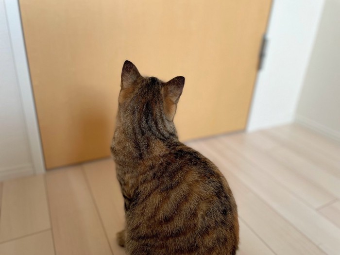 ドアの向こうを見つめる猫