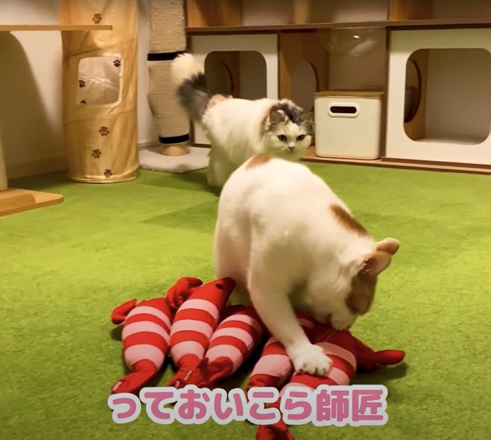 5匹並んだエビのおもちゃを舐める日本猫