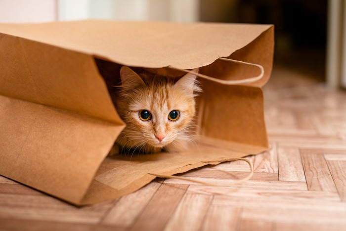 袋の中で回りの様子を窺っている猫