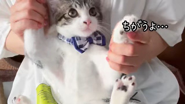 「ボンジュール！イソギンチャクです」のポーズを決めるくぅちゃん