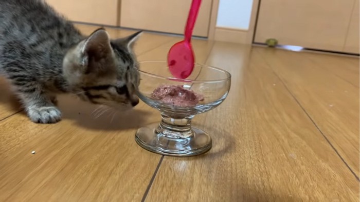 においをかぐ子猫