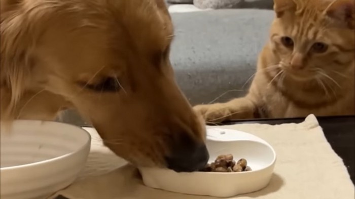 猫の納豆まで食べる犬