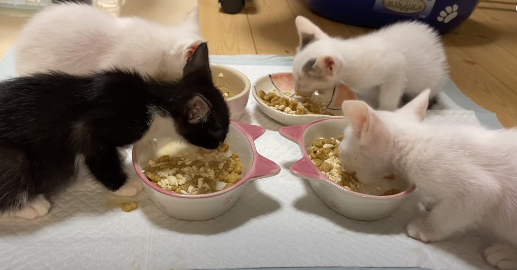 食事をする子猫たち