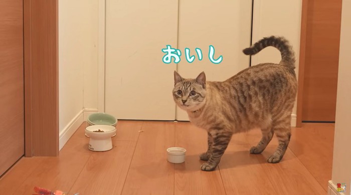 ご褒美を食べるぽんすけくん