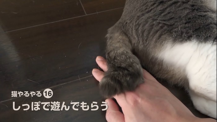 飼い主の手に乗る猫のしっぽ