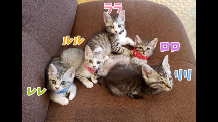 カメラを見る5匹の子猫