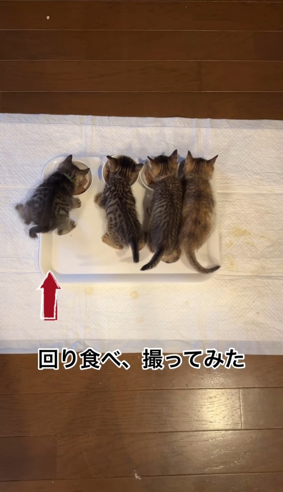 並んでごはんを食べる4匹の子猫