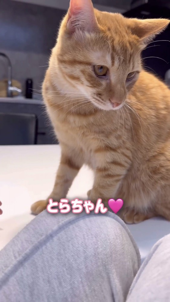 うつむく猫