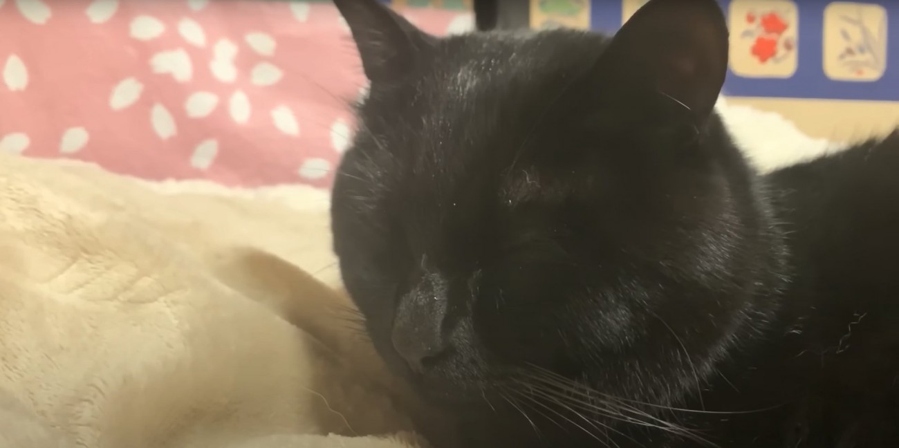 目を瞑っている黒猫のアップ