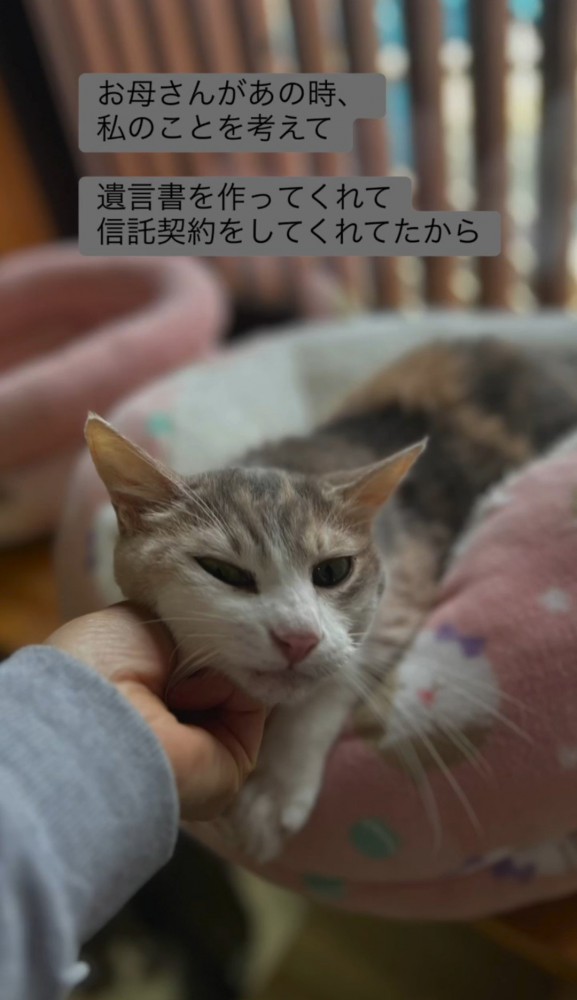 ベッドの中の猫を撫でる人の手