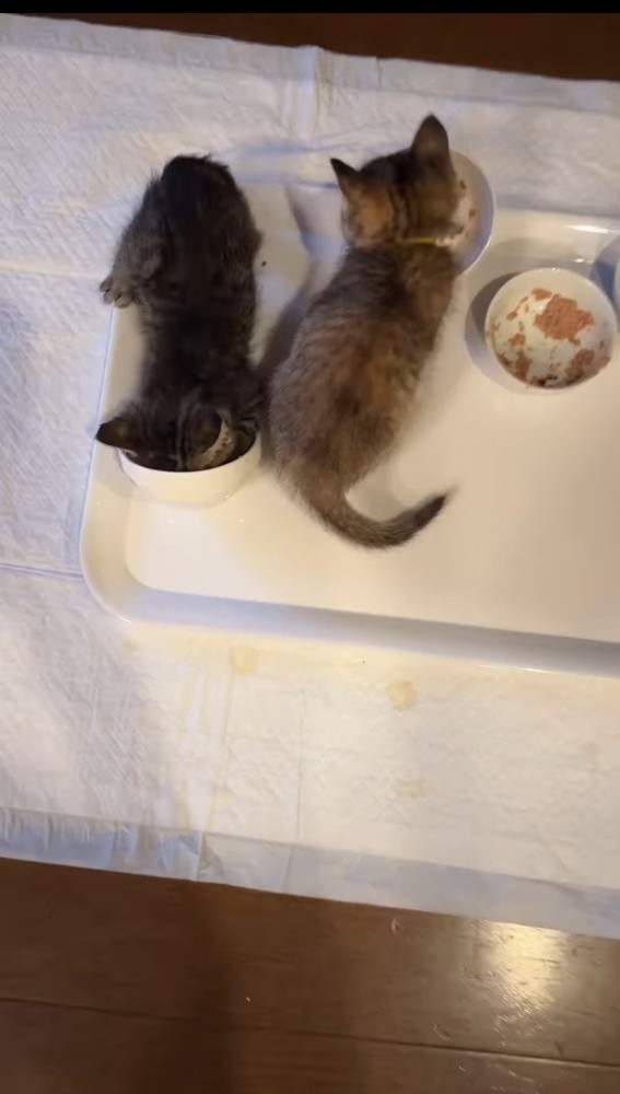 お互いに反対向きでごはんを食べる2匹の子猫