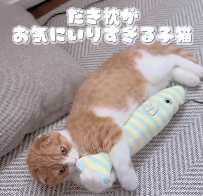 枕を抱っこする猫