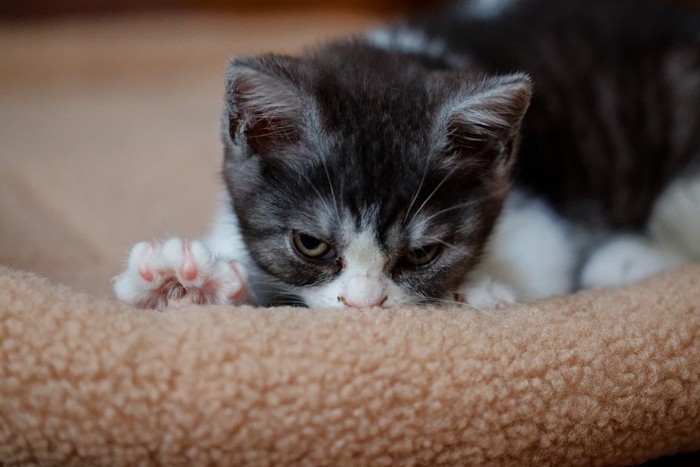 毛布に鼻を近づけてふみふみする猫