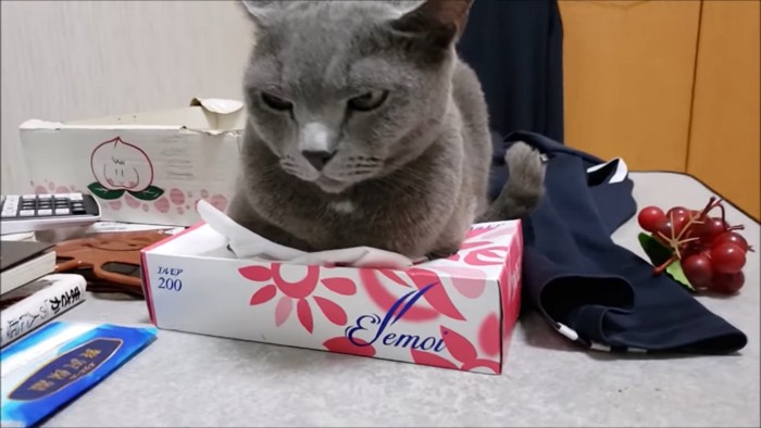 ；箱の上から睨みつける猫