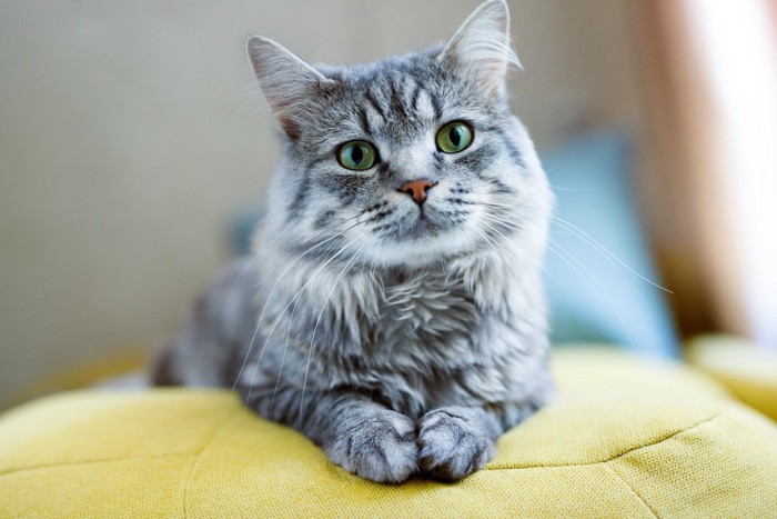 こちらを見る灰色の長毛種の猫